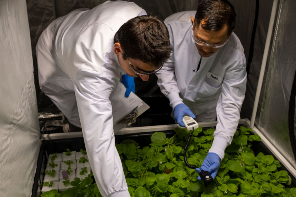 Cirsium Biosciences scientists in greenhouse testing Nicotiana benthamiana plants